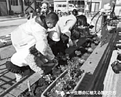 大槌町の保育園での球根植え(2頁掲載)